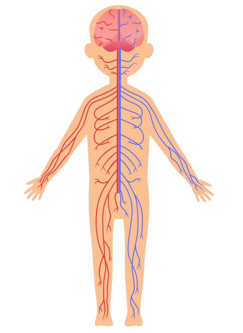 the body nervous system